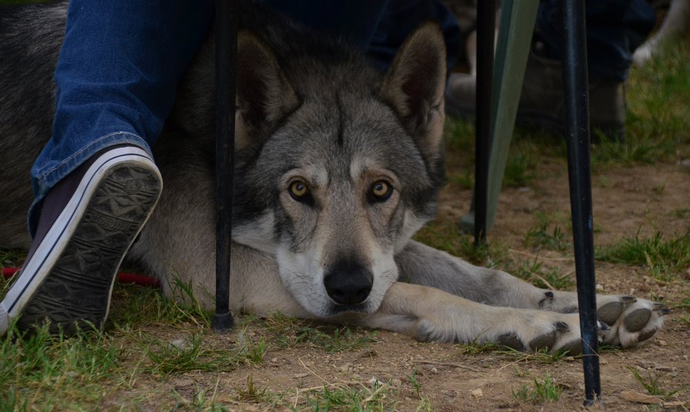 DSC_0081
