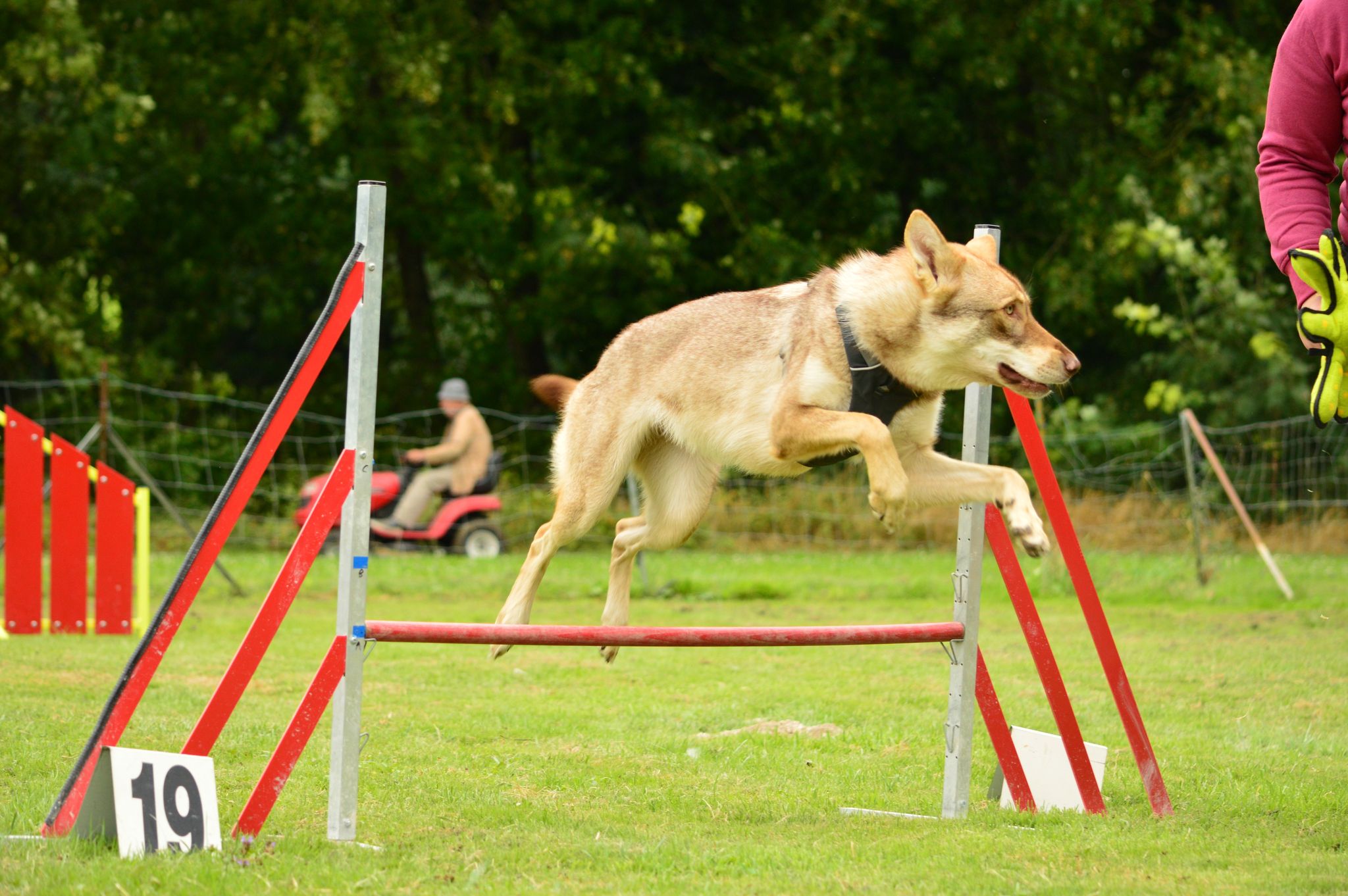 découverte de l'agility