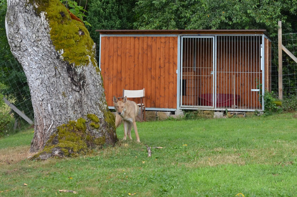 exemple d'un chenil de 4 x 2m, panneau de porte à barreaux