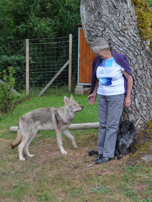 jeune chien, sur son terrain, approche pas très assurée d'une femme qu'il ne rencontre que pour la seconde fois